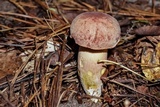 Boletus patrioticus image