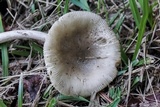 Amanita sect. Vaginatae image