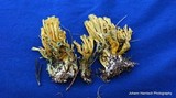 Ramaria abietina image