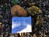 Suillus caerulescens image