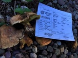 Suillus caerulescens image