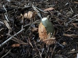 Phallus ravenelii image