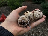 Phallus ravenelii image