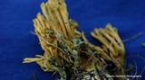 Ramaria abietina image