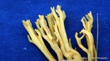 Ramaria abietina image
