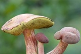 Boletus patrioticus image