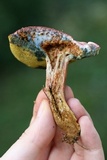 Boletus patrioticus image