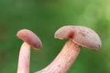 Boletus patrioticus image