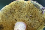 Boletus patrioticus image