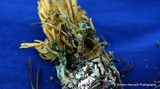 Ramaria abietina image