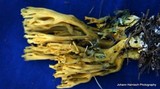 Ramaria abietina image