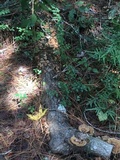 Daedaleopsis confragosa image