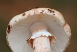 Amanita rubescens var. rubescens image