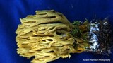 Ramaria abietina image