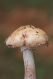 Amanita rubescens var. rubescens image