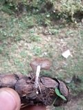 Baeospora myosura image