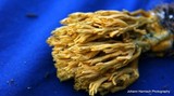 Ramaria abietina image