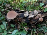 Baeospora myosura image