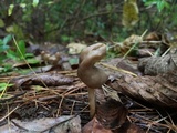 Helvella elastica image