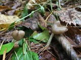 Helvella elastica image