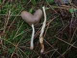 Helvella elastica image