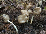 Helvella elastica image