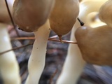 Helvella elastica image