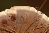 Onnia tomentosa image