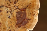 Onnia tomentosa image