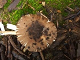 Amanita rhacopus image