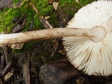 Amanita rhacopus image