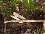 Amanita rhacopus image