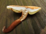 Gyroporus castaneus image
