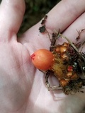 Calostoma cinnabarinum image