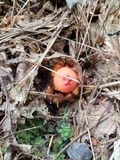Calostoma cinnabarinum image