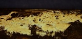 Odonticium laxum image
