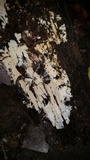 Odonticium laxum image
