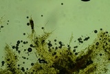 Odonticium laxum image