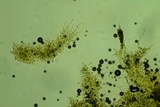 Odonticium laxum image