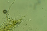 Odonticium laxum image