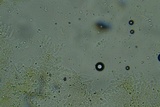 Odonticium laxum image