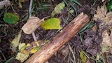Cordyceps tenuipes image