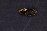 Cordyceps tenuipes image