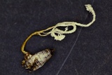 Cordyceps tenuipes image