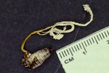Cordyceps tenuipes image