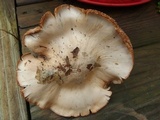 Cortinarius alboviolaceus image