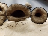 Craterellus fallax image