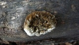 Coriolopsis gallica image