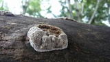 Coriolopsis gallica image