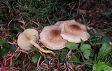 Pholiota angustipes image